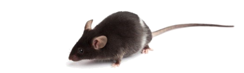 Souricide raticide professionnel contre les rats et les souris